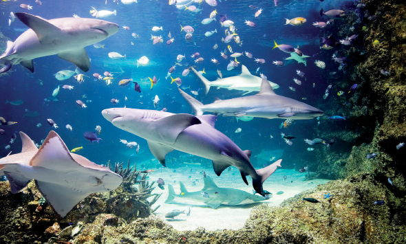 シドニー水族館